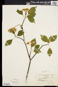 Cornus alternifolia image