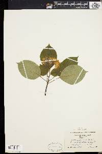 Cornus alternifolia image