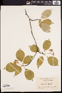 Cornus alternifolia image