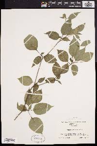 Cornus alternifolia image