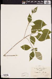 Cornus alternifolia image