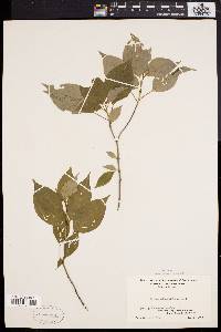 Cornus alternifolia image