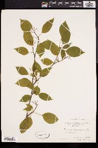 Cornus alternifolia image