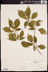 Cornus alternifolia image