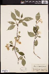 Cornus alternifolia image