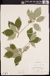 Cornus alternifolia image