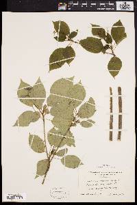 Cornus alternifolia image