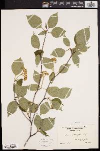 Cornus alternifolia image