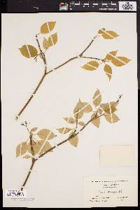 Cornus alternifolia image