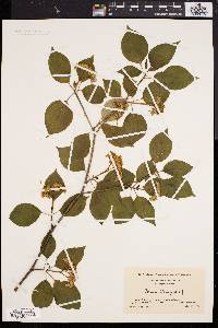 Cornus alternifolia image