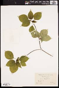 Cornus alternifolia image