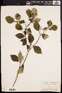 Cornus alternifolia image