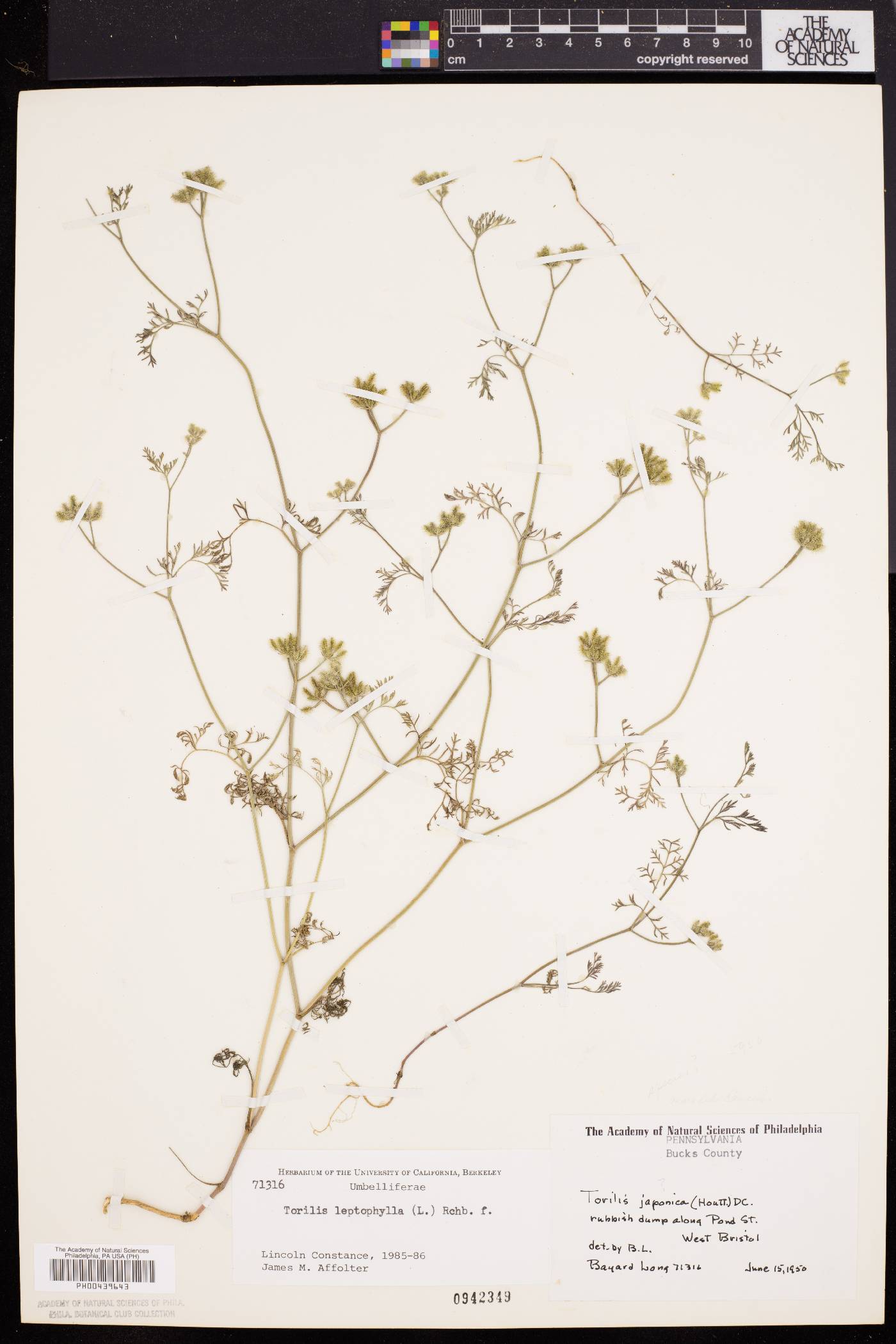 Torilis leptophylla image