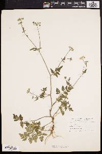 Torilis japonica image