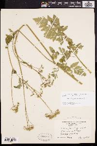 Torilis japonica image