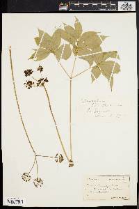 Aralia nudicaulis image