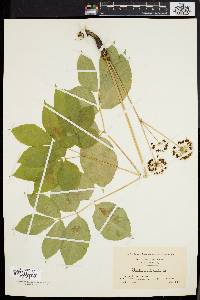 Aralia nudicaulis image