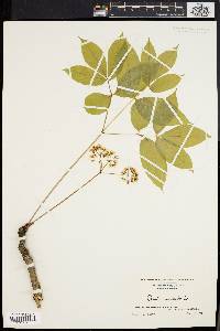 Aralia nudicaulis image