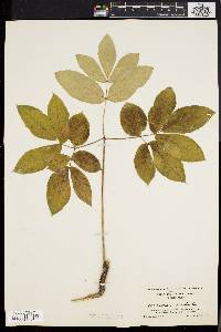 Aralia nudicaulis image