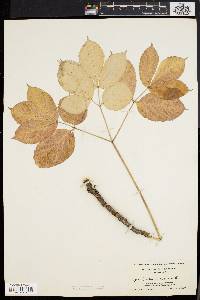 Aralia nudicaulis image