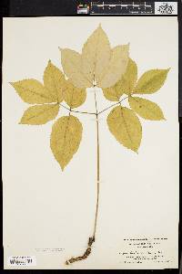 Aralia nudicaulis image