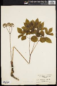 Aralia nudicaulis image