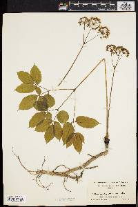 Aralia nudicaulis image