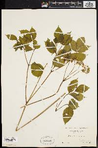 Aralia nudicaulis image