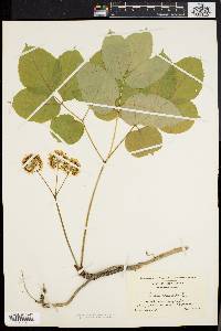 Aralia nudicaulis image