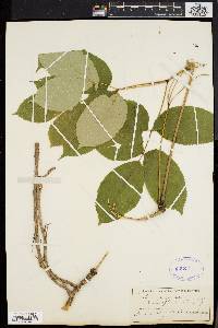 Aralia nudicaulis image