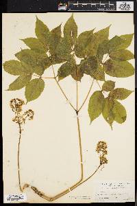 Aralia nudicaulis image