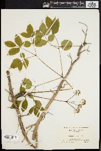 Aralia nudicaulis image