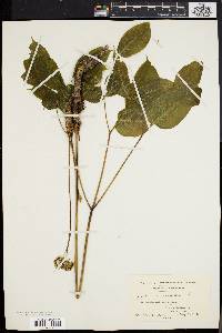 Aralia nudicaulis image