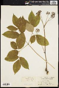 Aralia nudicaulis image