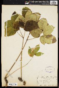 Aralia nudicaulis image