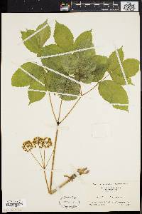 Aralia nudicaulis image