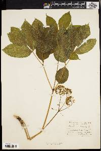 Aralia nudicaulis image