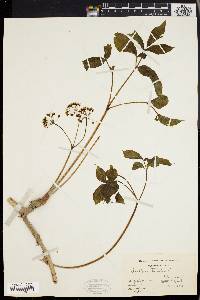 Aralia nudicaulis image