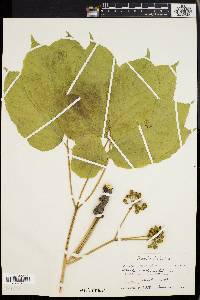 Aralia nudicaulis image