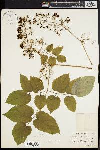 Aralia racemosa image