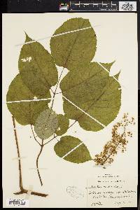 Aralia racemosa image