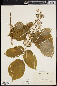 Aralia racemosa image