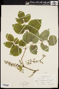 Aralia racemosa image