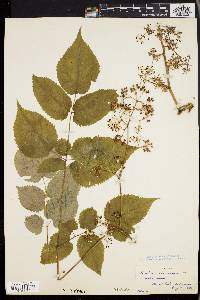 Aralia racemosa image