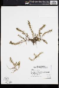 Myriophyllum pinnatum image