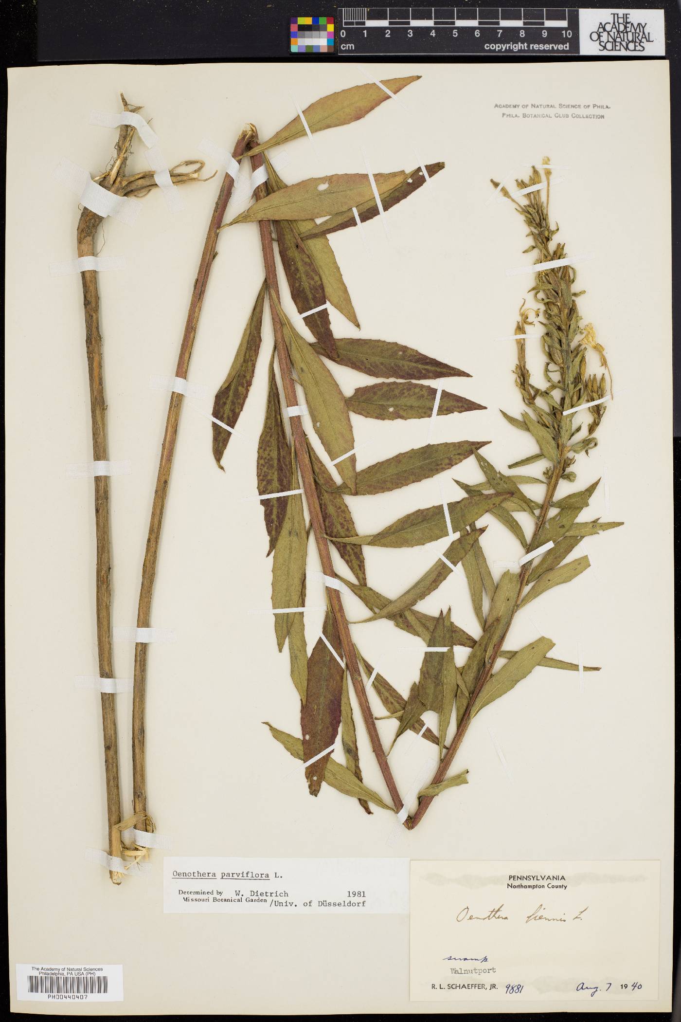 Oenothera parviflora image