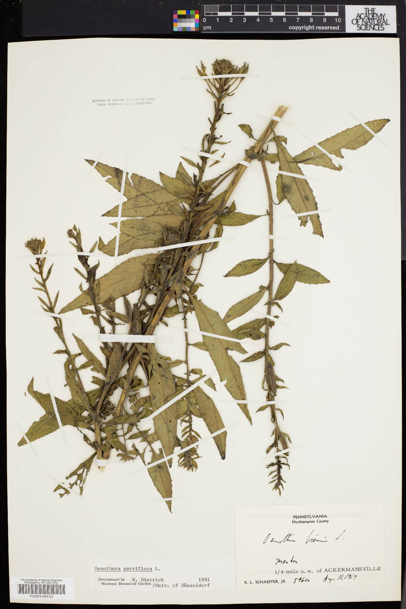 Oenothera parviflora image