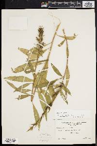 Oenothera parviflora image