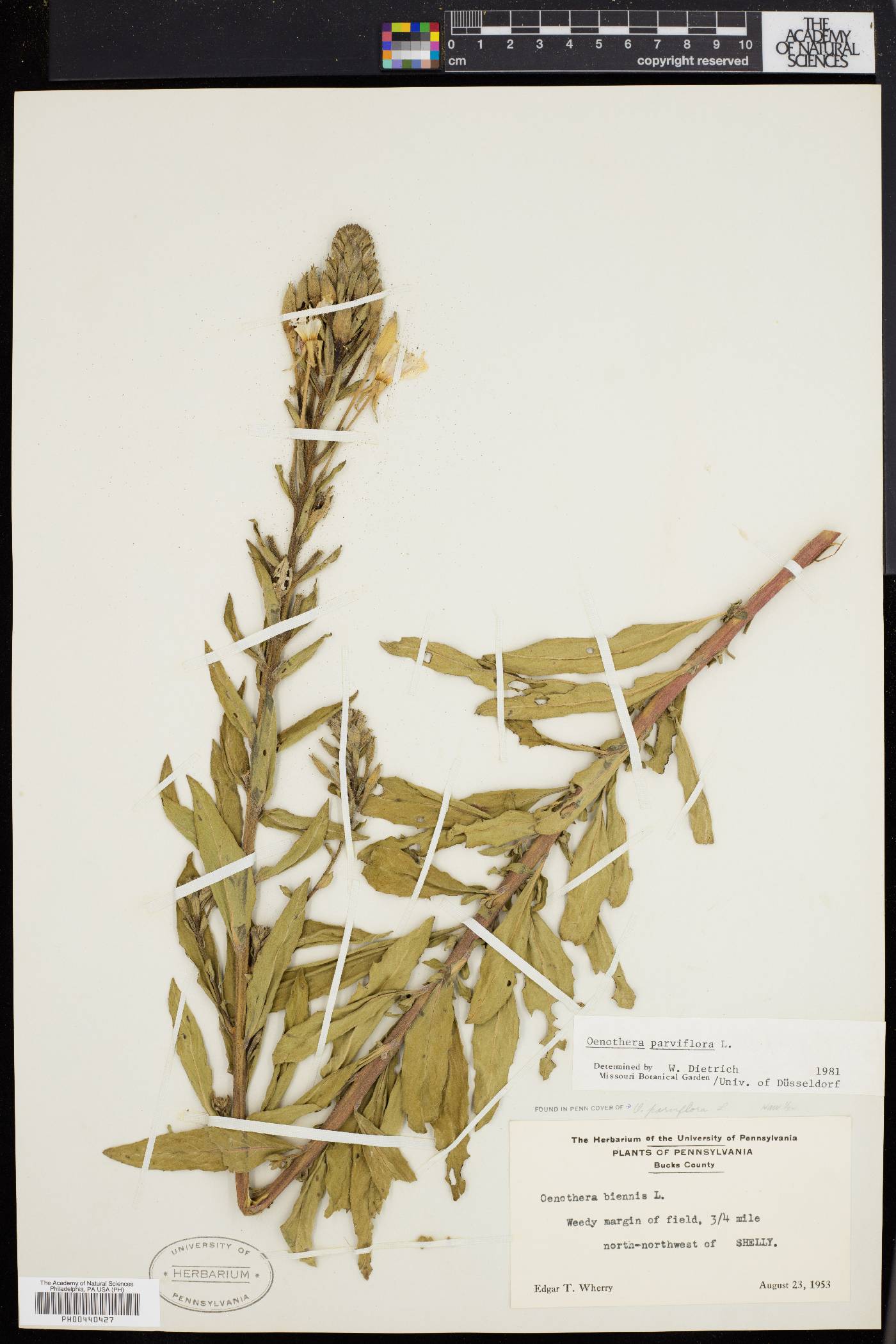 Oenothera parviflora image