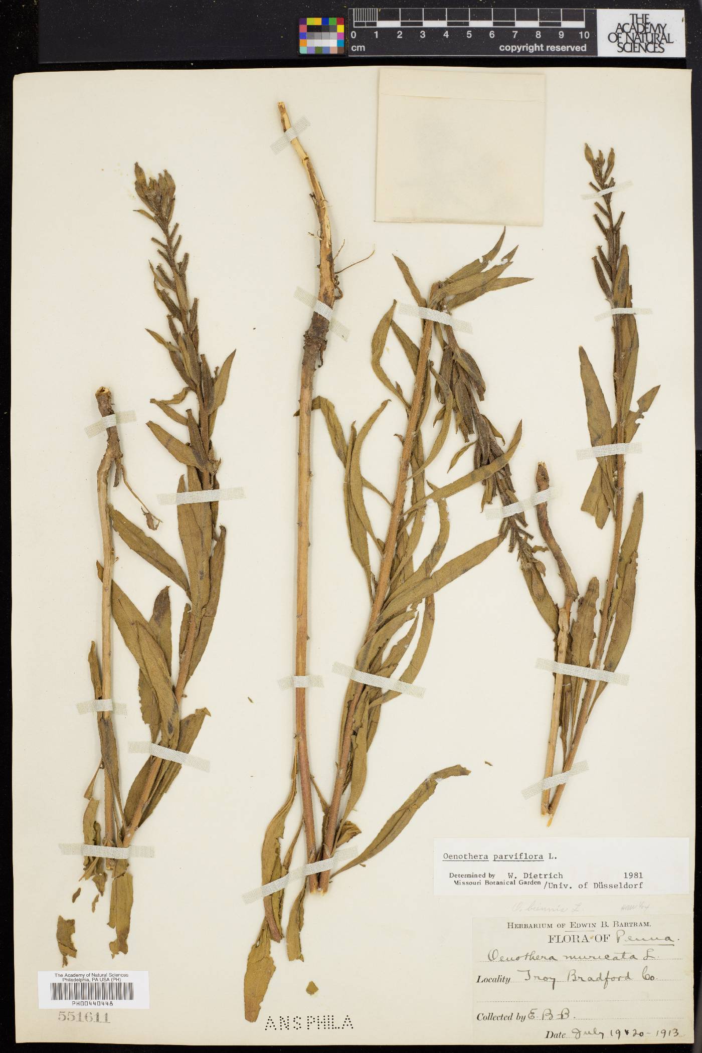 Oenothera parviflora image